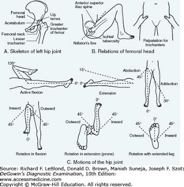 Physical Examination of the Hip: Assessment of 